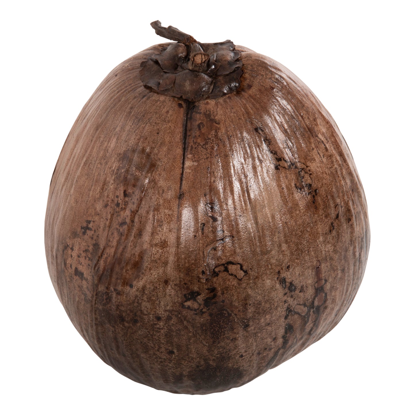 TABLE DECORATION HM4326.01 COCONUT IN NATURAL COLOR 20x20x20Hcm.